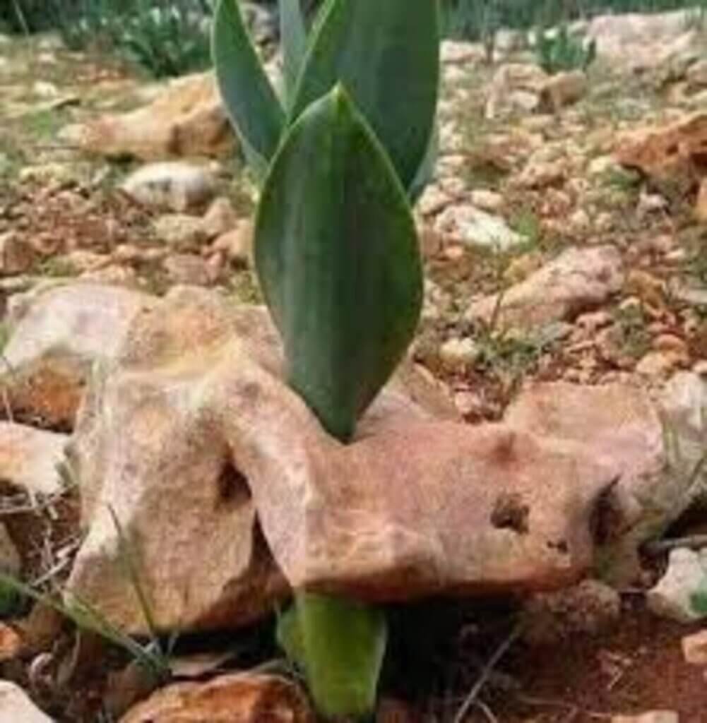 الكلمة الطيبة في الكتب السماوية